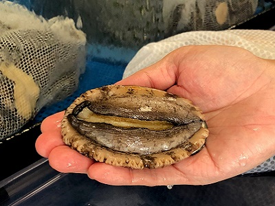 人気のハワイ産アワビを存分に味わう コナアバロニ Kona Abalone スタッフブログ たびらば 旅ｌｏｖｅｒ 海外旅行情報サイト